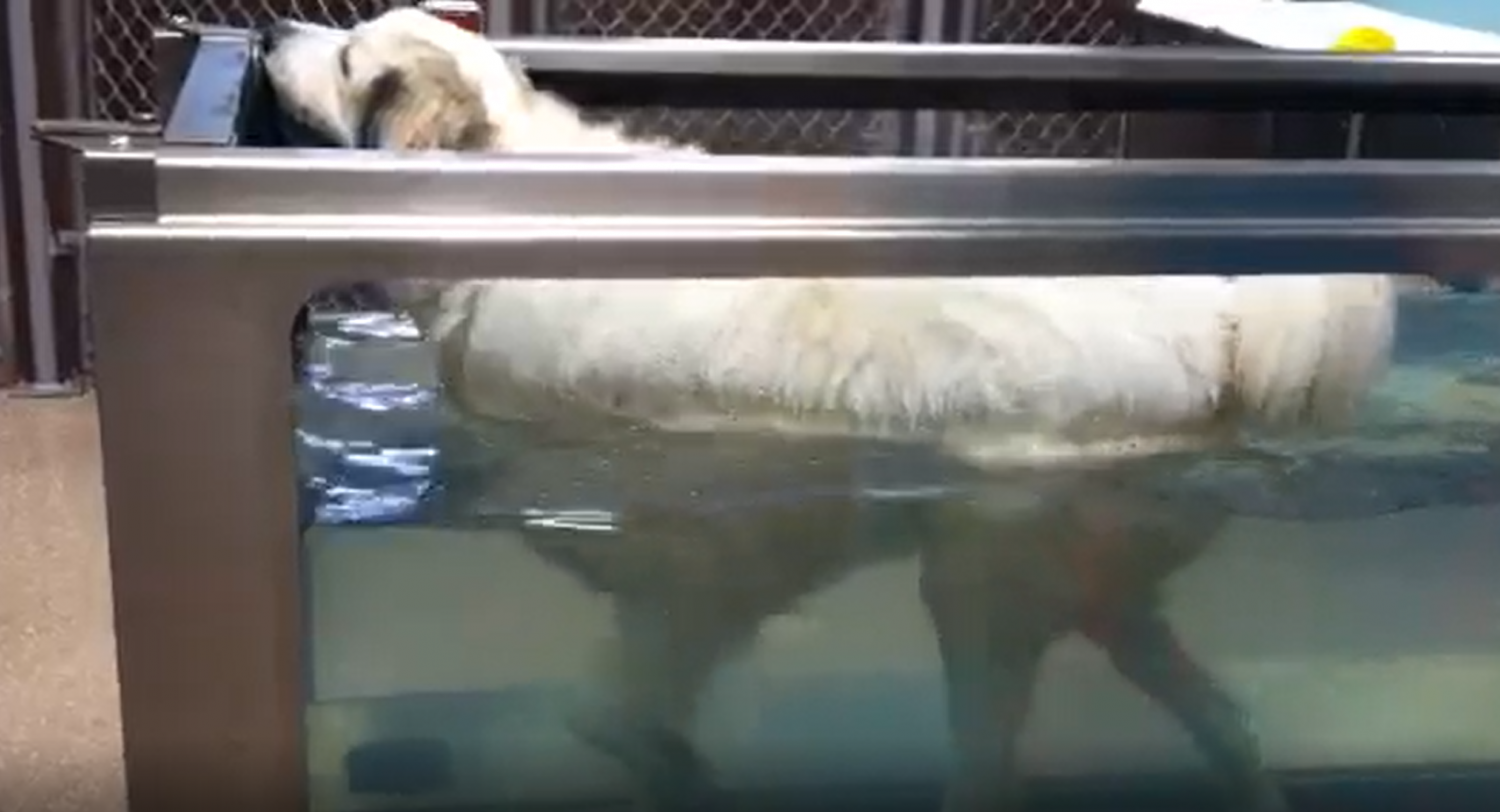 dog in an underwater treadmill