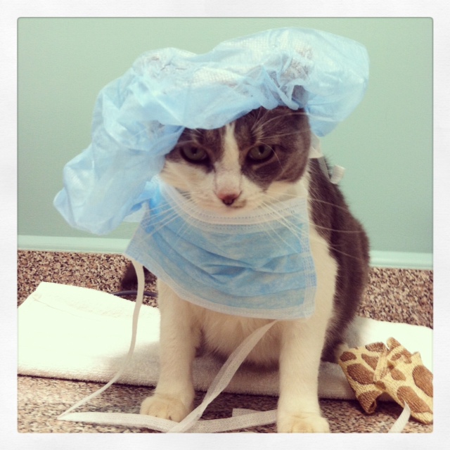 Cat Wearing Veterinary Equipment