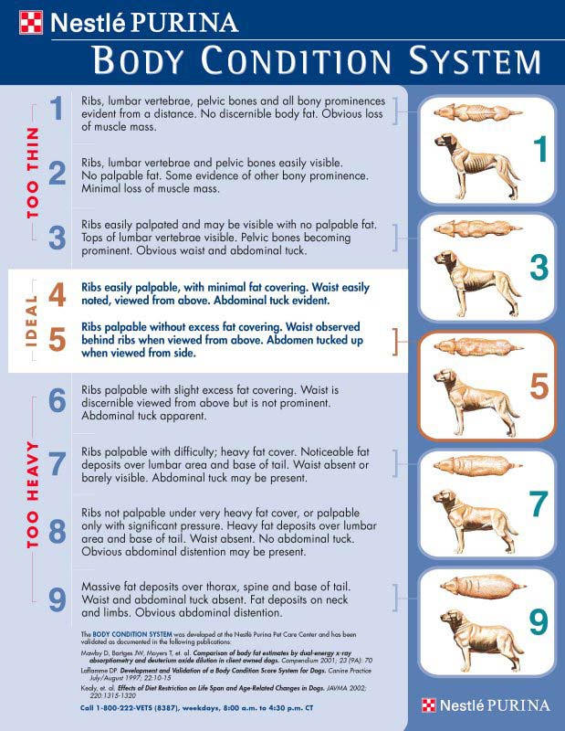 Weight Chart Infographic