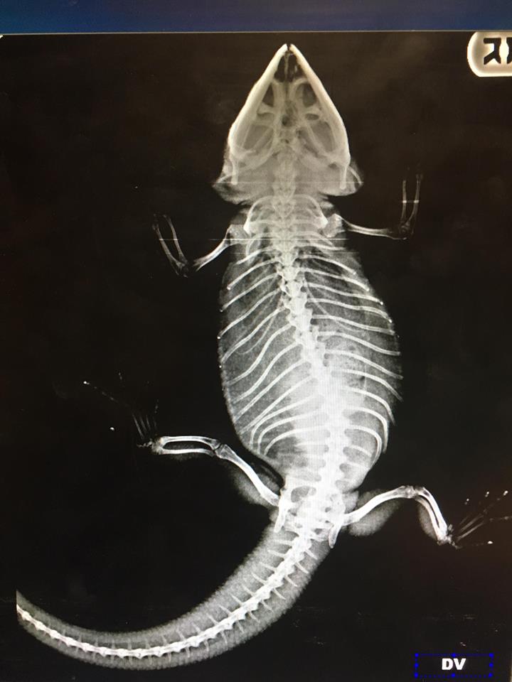 Lizard X-ray
